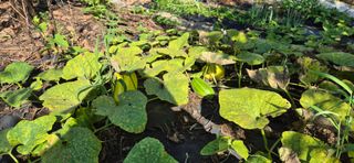 허행선님의 기타작물 · 영농일지 작성글 사진