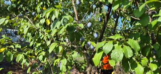 허행선님의 기타작물 · 영농일지 작성글 사진