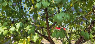 허행선님의 기타작물 · 영농일지 작성글 사진