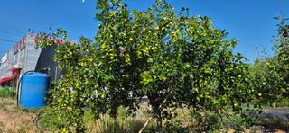 허행선님의 기타작물 · 영농일지 작성글 사진