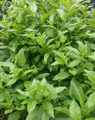 정보센터님의 기타작물 · 자유게시판 작성글 사진