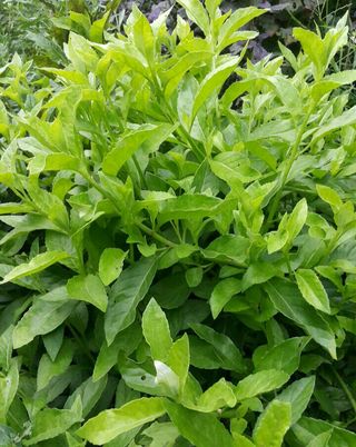 정보센터님의 기타작물 · 자유게시판 작성글 사진