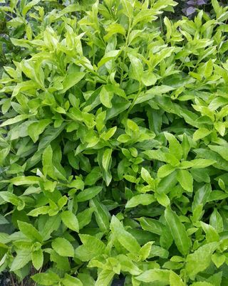 정보센터님의 기타작물 · 자유게시판 작성글 사진