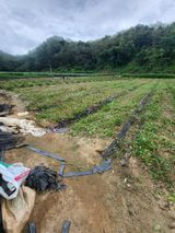 팜모닝 자유주제·자유게시판 게시글 이미지