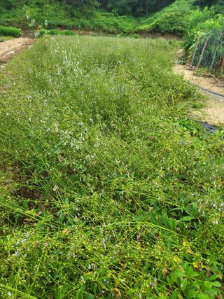 노지잔대재배7년차님의 자유주제 · 자유게시판 작성글 사진