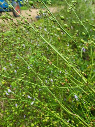 노지잔대재배7년차님의 자유주제 · 자유게시판 작성글 사진