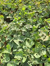 팜모닝 고구마·병해충상담 게시글 이미지