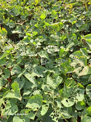 희망농원님의 고구마 · 병해충상담 작성글 사진