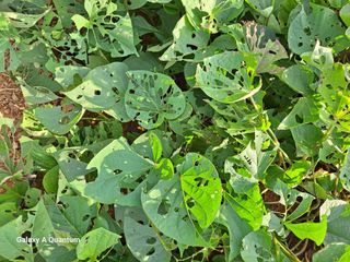 희망농원님의 고구마 · 병해충상담 작성글 사진