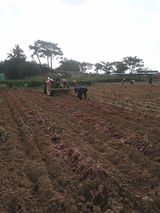 팜모닝 고구마·영농일지 게시글 이미지