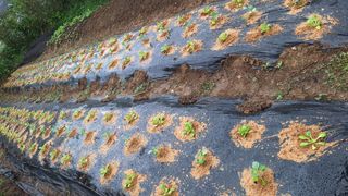 양동하님의 배추 · 영농일지 작성글 사진