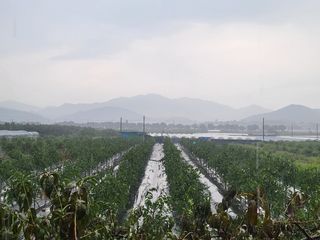 이동엽(양지팜)님의 자유주제 · 자유게시판 작성글 사진