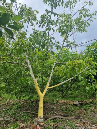 김용대님의 자유주제 · 자유게시판 작성글 사진