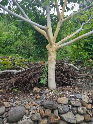 김용대님의 자유주제 · 자유게시판 작성글 사진