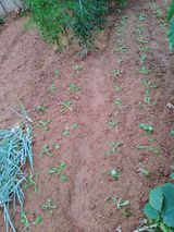 팜모닝 9월 농사계획 공유하기·참여글 게시글 이미지