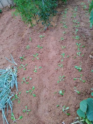 강경옥님의 9월 농사계획 공유하기 · 참여글 작성글 사진