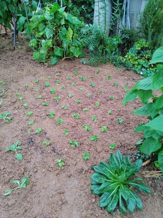 강경옥님의 9월 농사계획 공유하기 · 참여글 작성글 사진