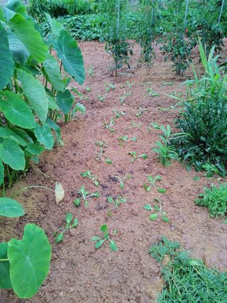 강경옥님의 9월 농사계획 공유하기 · 참여글 작성글 사진