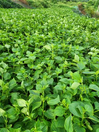 정금천님의 들깨 · 영농일지 작성글 사진