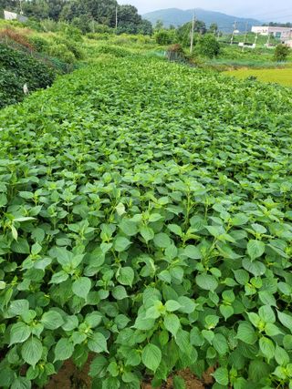 정금천님의 들깨 · 영농일지 작성글 사진