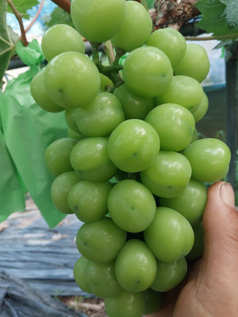 이옥신님의 장터 판매 상품 [샤인머스켓 2kg] 첨부 사진