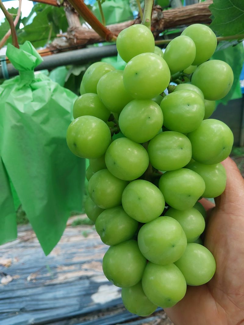 이옥신님의 장터 판매 상품 [샤인머스켓 2kg] 첨부 사진