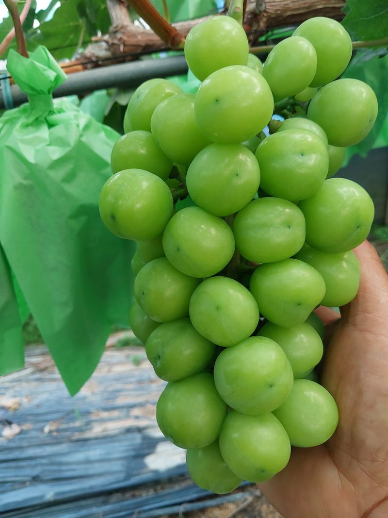 이옥신님의 장터 판매 상품 [샤인머스켓 2kg] 첨부 사진