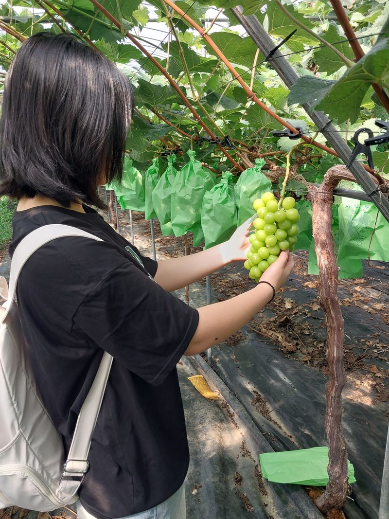 이옥신님의 장터 판매 상품 [샤인머스켓 2kg] 첨부 사진