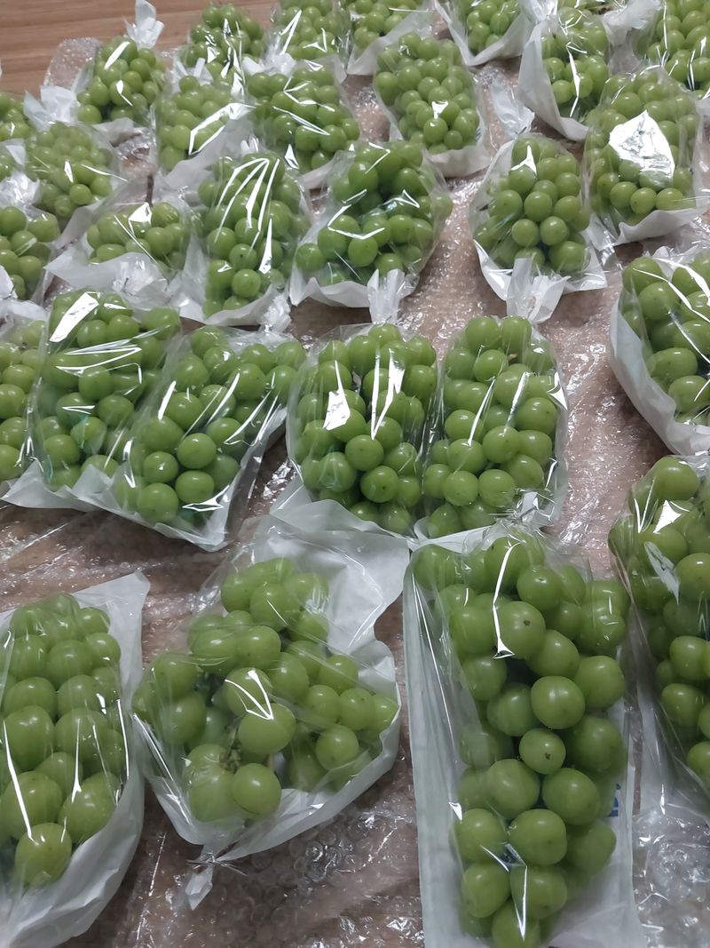 이옥신님의 장터 판매 상품 [샤인머스켓 2kg] 첨부 사진