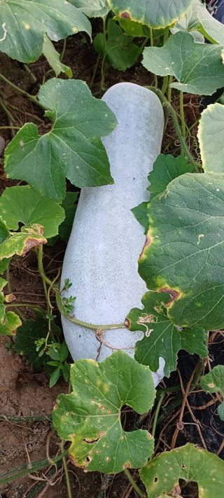 김진영님의 자유주제 · 자유게시판 작성글 사진