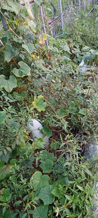 김진영님의 자유주제 · 자유게시판 작성글 사진