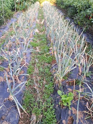 최한기님의 파 · 병해충상담 작성글 사진