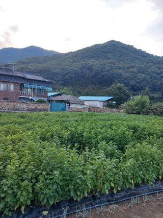 황규호님의 들깨 · 영농일지 작성글 사진