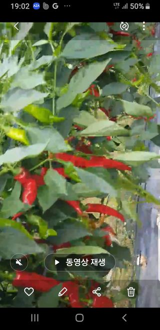 초록나무님의 고추 · 영농일지 작성글 사진