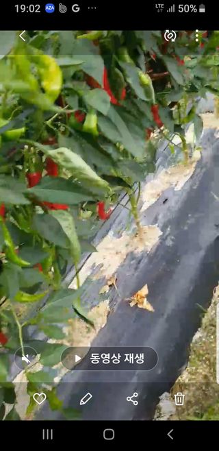 초록나무님의 고추 · 영농일지 작성글 사진