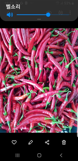 초록나무님의 고추 · 영농일지 작성글 사진