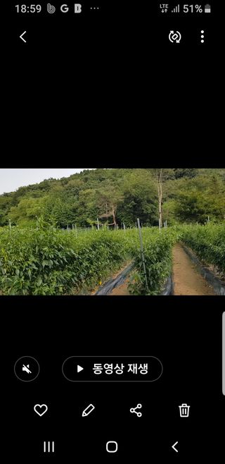 초록나무님의 고추 · 영농일지 작성글 사진