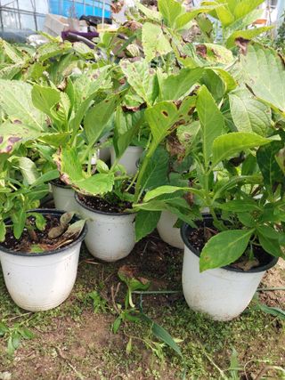 팜모닝회원 최창락 님의 자유주제 · 건의해요 작성글 사진