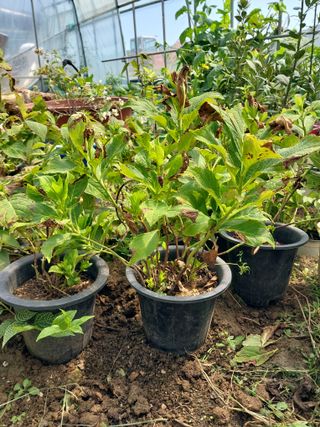 팜모닝회원 최창락 님의 자유주제 · 건의해요 작성글 사진