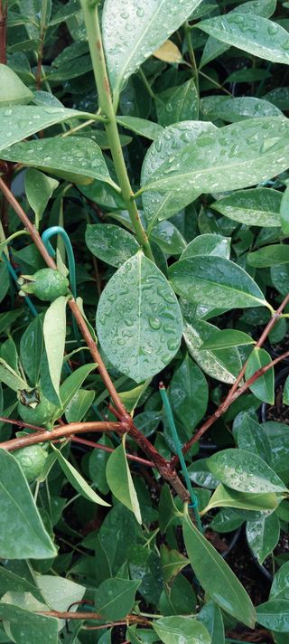 팜모닝회원 최창락 님의 자유주제 · 건의해요 작성글 사진