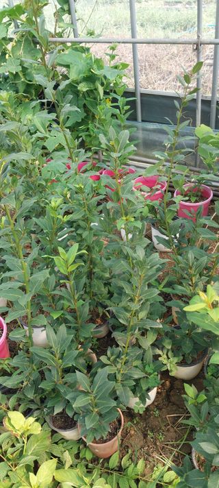 팜모닝회원 최창락 님의 자유주제 · 건의해요 작성글 사진