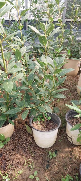 팜모닝회원 최창락 님의 자유주제 · 건의해요 작성글 사진