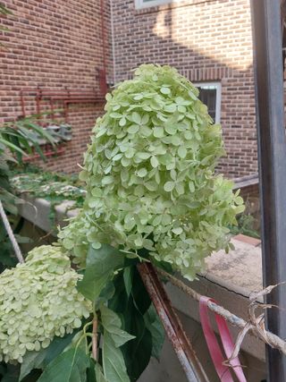 팜모닝회원 최창락 님의 자유주제 · 건의해요 작성글 사진