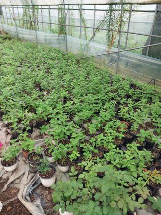 팜모닝회원 최창락 님의 자유주제 · 건의해요 작성글 사진