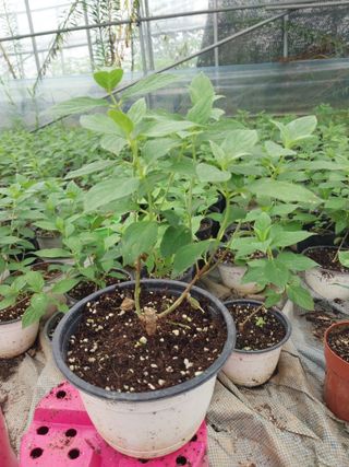 팜모닝회원 최창락 님의 자유주제 · 건의해요 작성글 사진