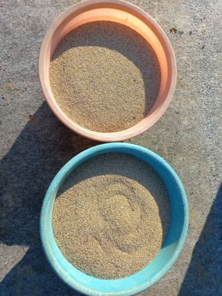 손종철님의 참깨 · 영농일지 작성글 사진