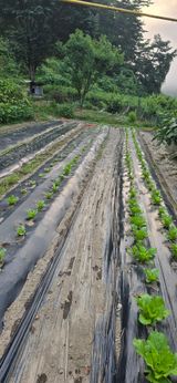 팜모닝 배추·영농일지 게시글 이미지