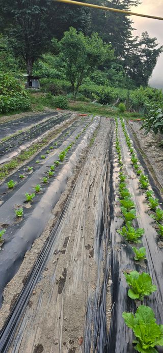 홍천 손춘목 님의 배추 · 영농일지 작성글 사진