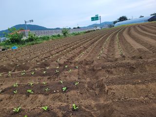 장남복님의 벼 · 영농일지 작성글 사진