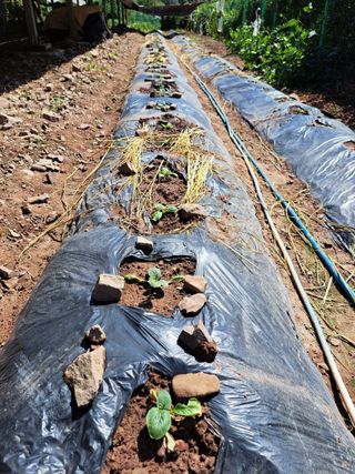 정자형님의 배추 · 영농일지 작성글 사진